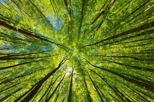 Fundo verde com textura suave, enquadrado por padrões naturais que evocam folhas e sustentabilidade.